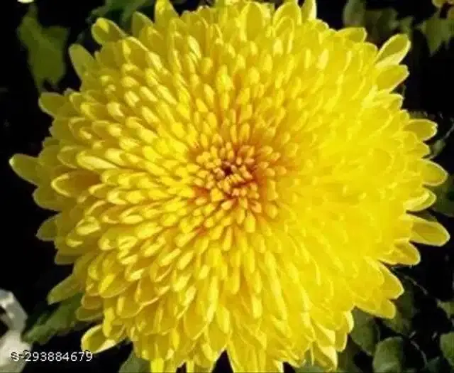 Chrysanthemum Hybrid Flower Seeds, Pack of 30