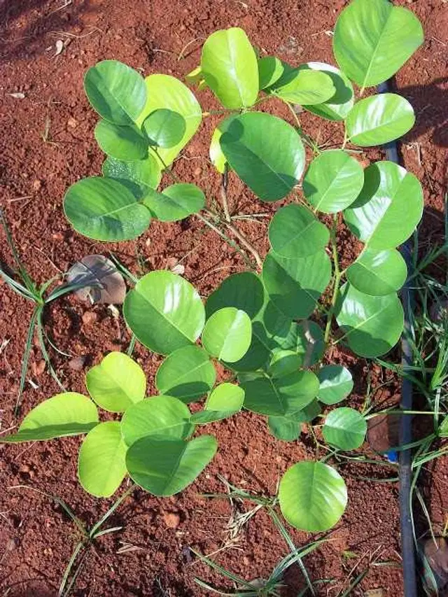 Recron Seeds of Sandalwood/Lal Chandan, Pack Of 10