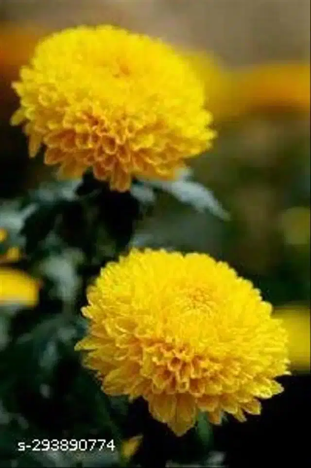 Chrysanthemum Flower Seeds, Pack of 30