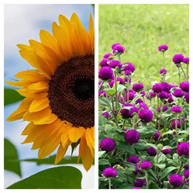 Sunflower & Gomphrena Purple Flower Seeds, Pack of 2