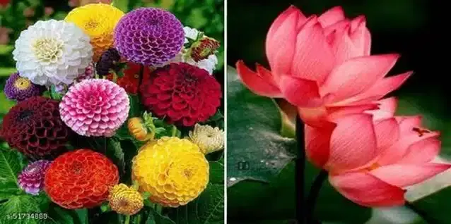 Seeds of Indian Lotus & Mixed Dahlia Flower, Pack of 2