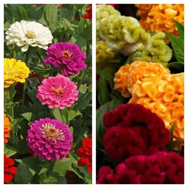 Zinnia Mix & Cockscomb Mix Flower Seeds, Pack of 2