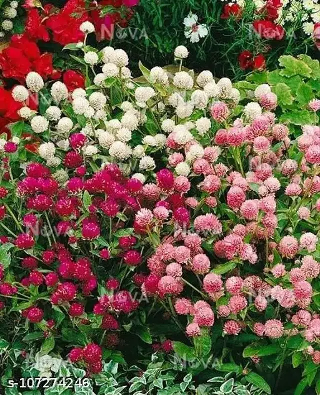 Gomphrena Choice Mixed Seeds, Pack of 30