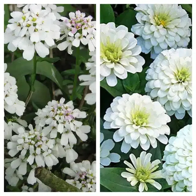 Candytuft Flower & Zinnia White Flower Seeds, Pack of 2
