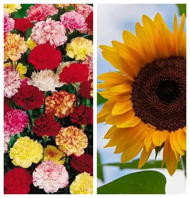 Carnation Mix & Sunflower Flower Seeds, Pack of 2