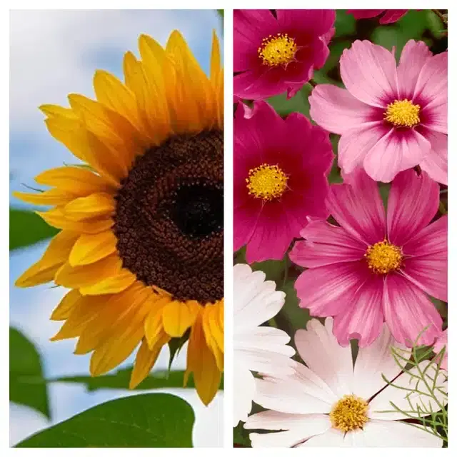 Sunflower & Cosmos Mix Flower Seeds, Pack of 2