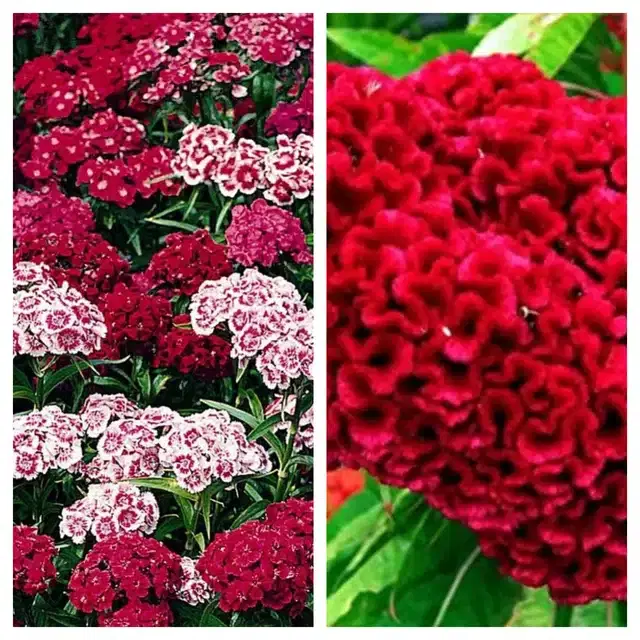Sweet William & Coskscomb Red Flower Seeds, Pack of 2