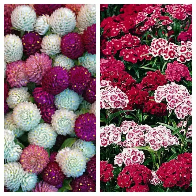 Gomphrena Mix & Sweet William Flower Seeds, Pack of 2