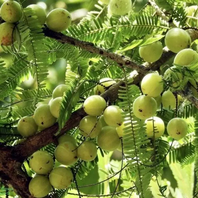 Jignisha Seeds Amla Fruit Seeds, Yellow, Pack of 30