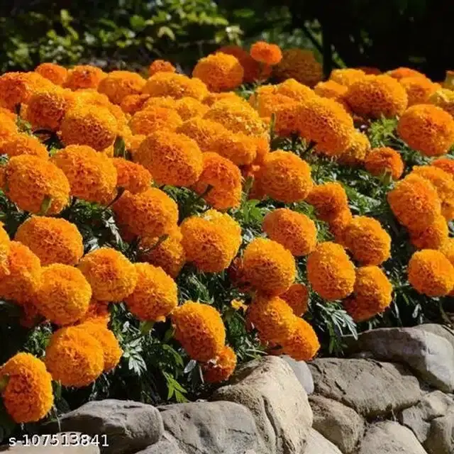 Marigold Orange Seeds, Pack of 50