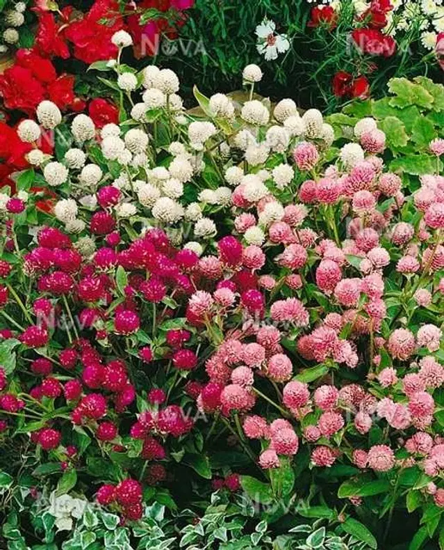 Recron Seeds of Mixed Gomphrena, Pack Of 30