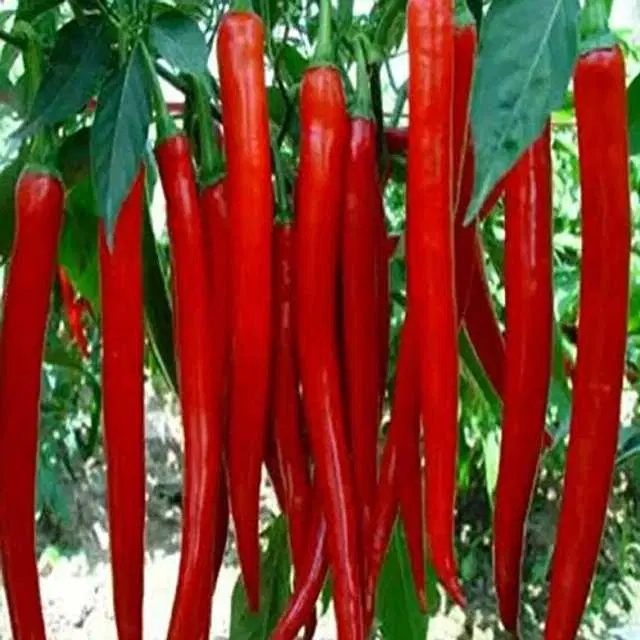 Seeds of Long Chilli Vegetable, Pack Of 100