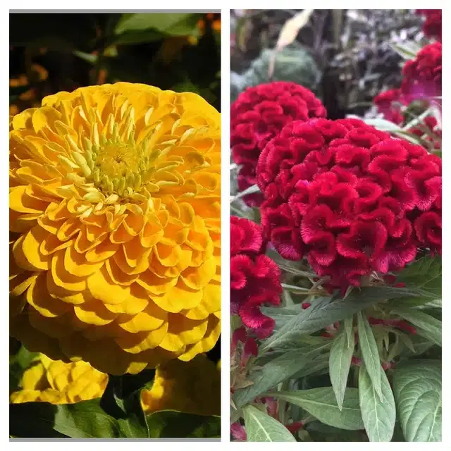 Zinnia Yellow & Coskscomb Red Flower Seeds, Pack of 2