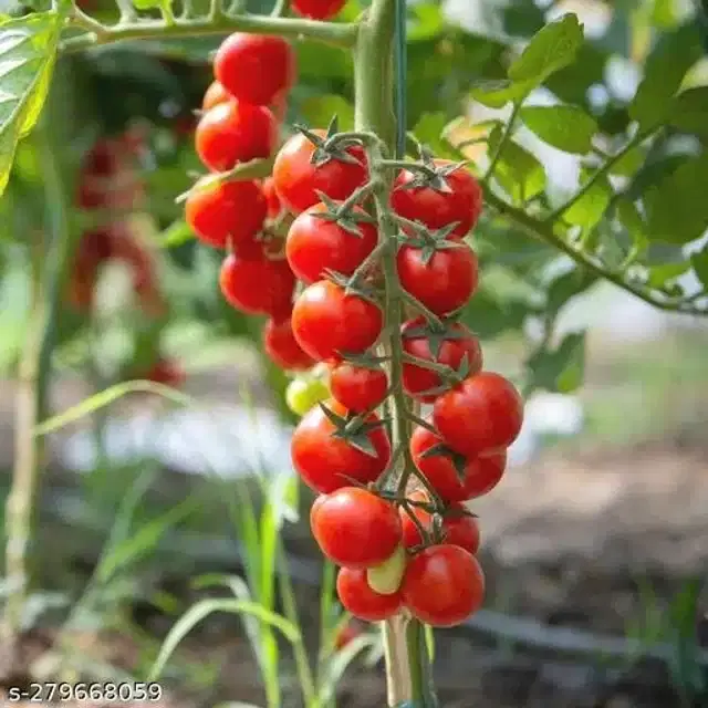 Red Ruby Cherry Tomato Vegetable Seeds, Pack of 50