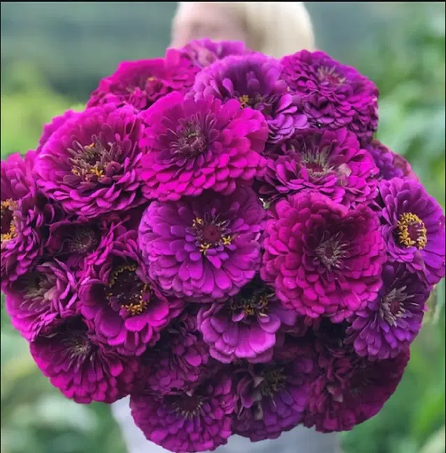 Jignisha Seeds Zinnia Purple Flower Seeds, Purple, Pack of 30