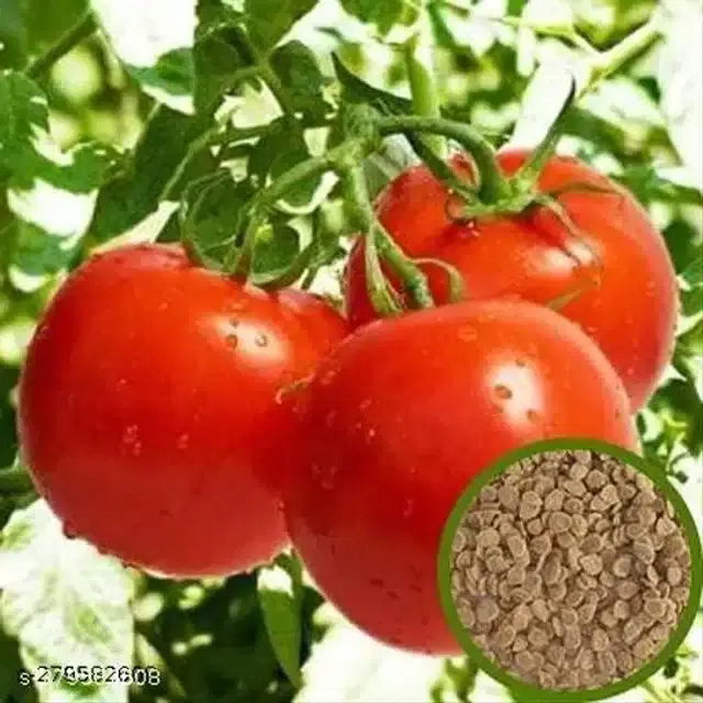 Tomato Pusa Ruby Super Vegetable Seeds, Pack of 100