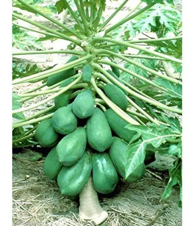 Orange Flesh Papaya Fuit Seeds, Pack Of 100, J12
