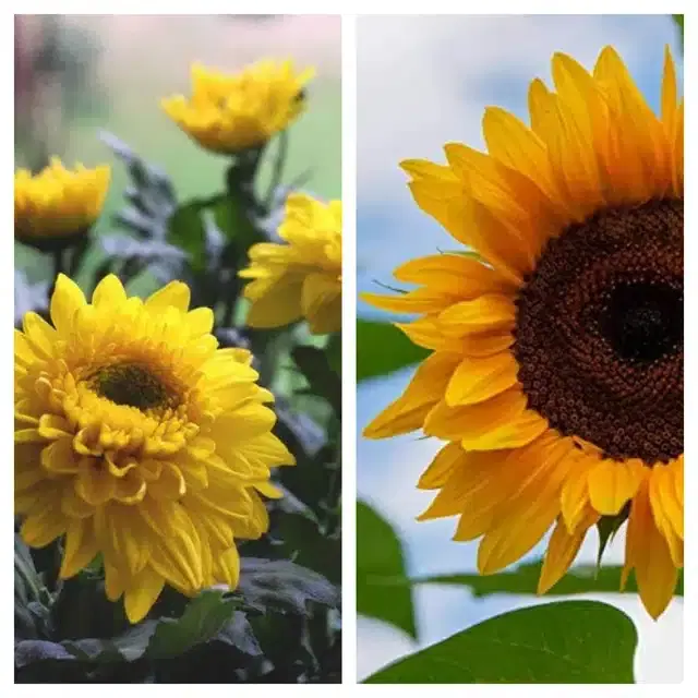 Chrysanthemum Yellow & Sunflower Flower Seeds, Pack of 2