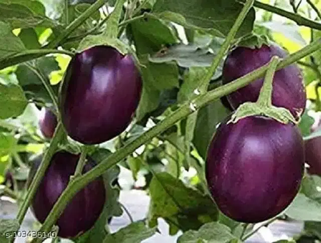 Purple Brinjal Seeds, Pack of 50