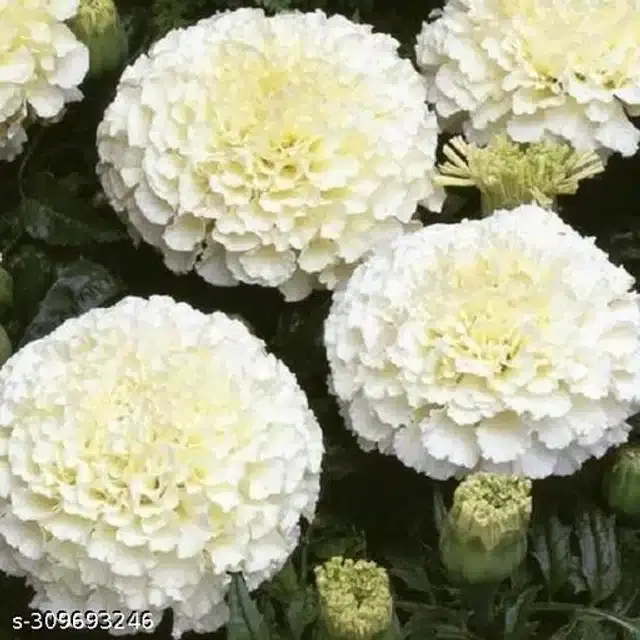 Bijlee Flower Seeds, Pack of 30