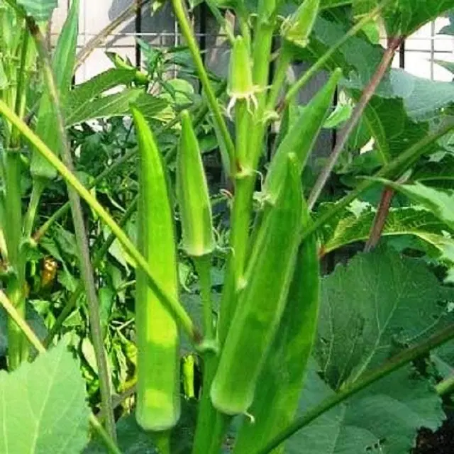 Jignisha Seeds Bhindi Seeds, Green, Pack of 25