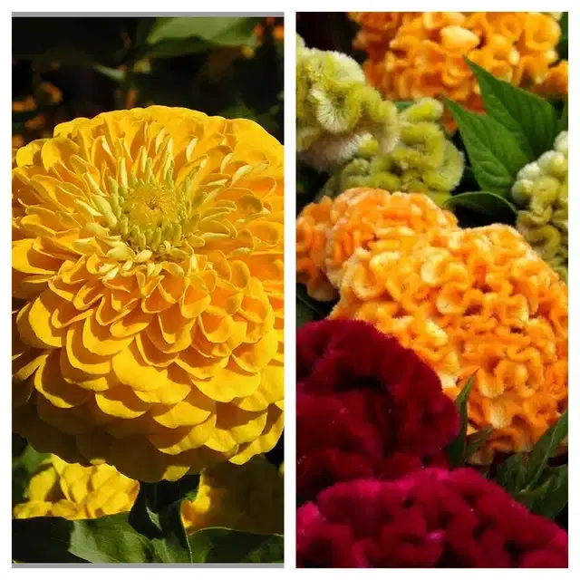 Zinnia Yellow & Cockscomb Mix Flower Seeds, Pack of 2