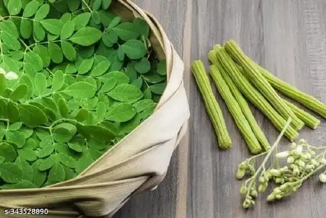 Moringa Seeds, Pack of 15