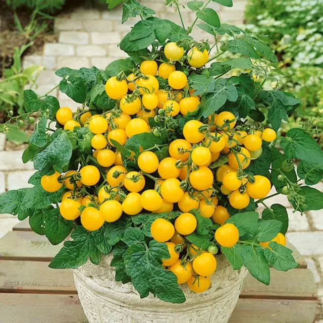 Yellow Cherry Tomato Vegetable Seeds, Pack of 50