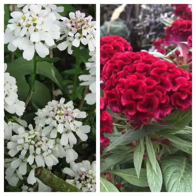 Candytuft Flower & Cockscomb Red Flower Seeds, Pack of 2