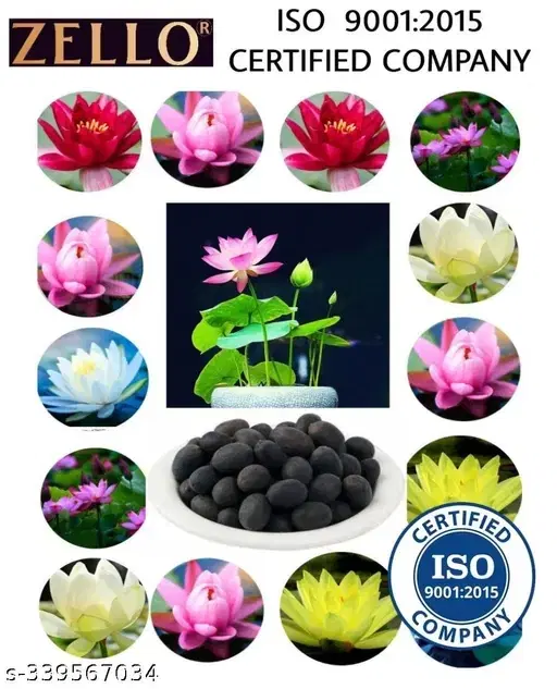 Zello Mix Organic Lotus Flower Seeds, 20 Seeds