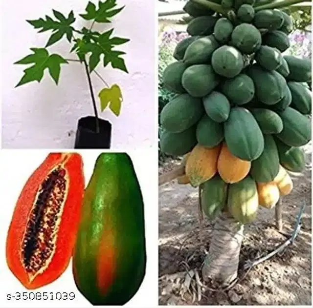 Hybrid Papaya Fruit Seeds, Pack of 50