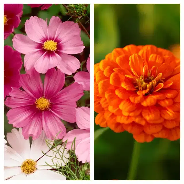 Cosmos Mix & Zinnia Orange Flower Seeds, Pack of 2