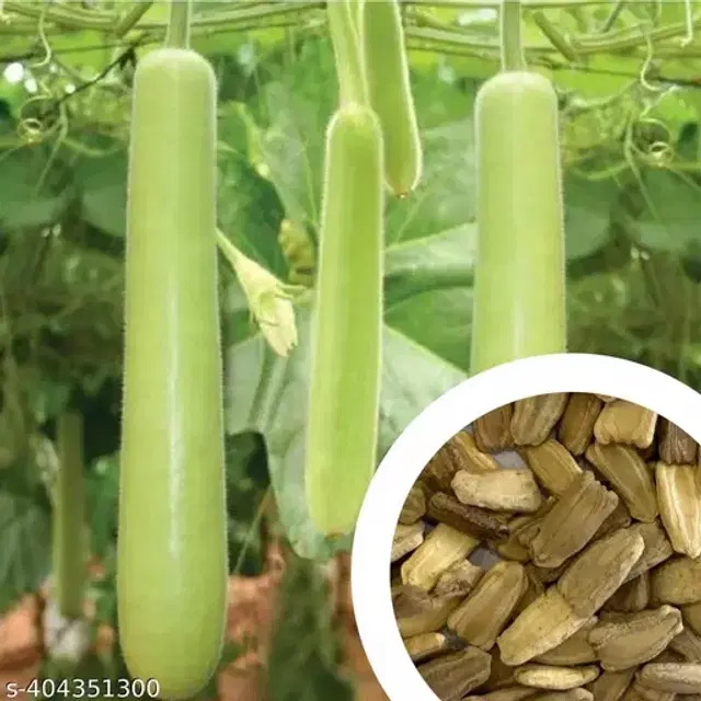 Bottle Gourd 40 Pcs Seeds for Mini Gardens, Set of 1