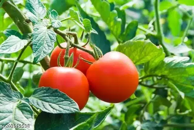 Tomato Desi Vegetable Seeds, Pack of 50
