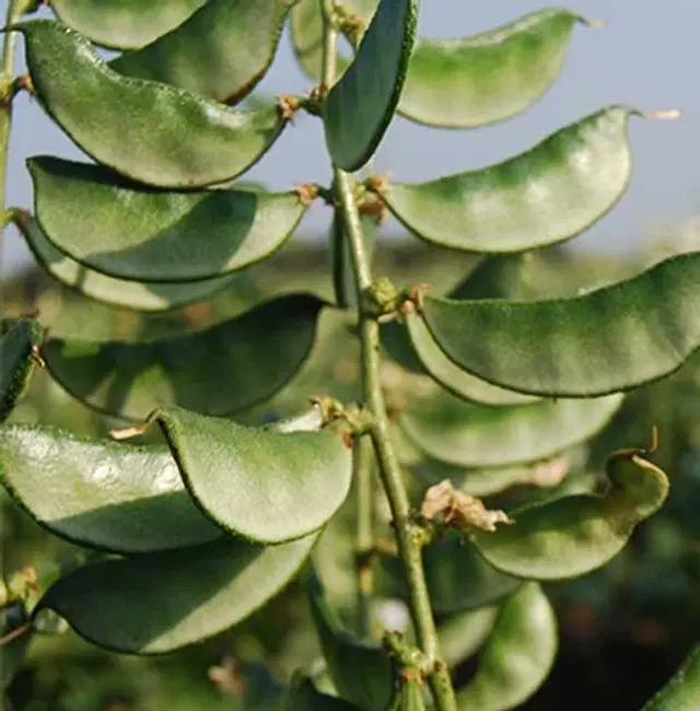 Vegetable Seeds of Flat Bean, Pack Of 30