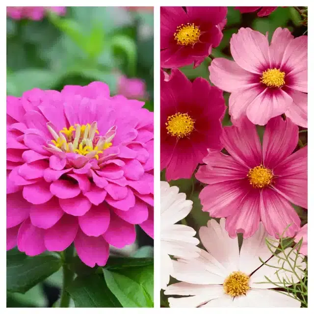 Zinnia Pink & Cosmos Mix Flower Seeds, Pack of 2