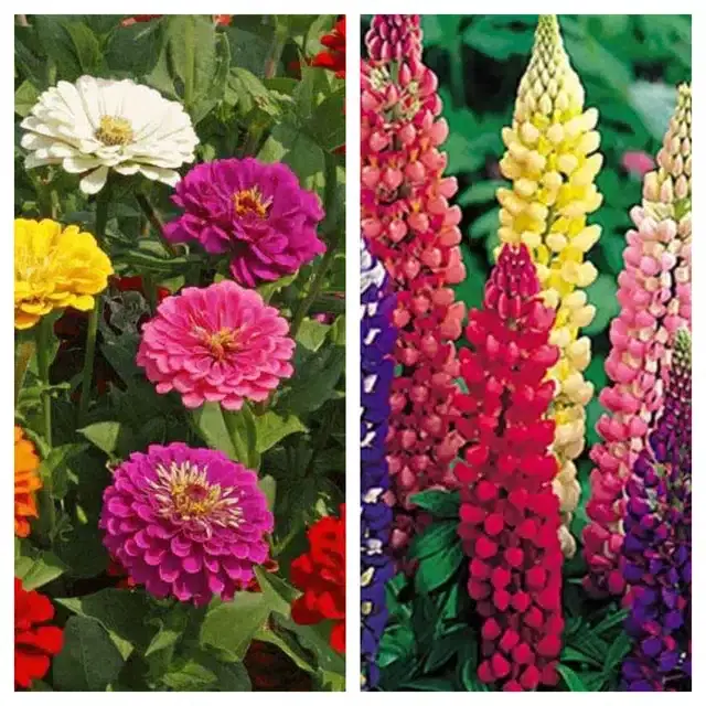 Zinnia Mix & Lupine Mix Flower Seeds, Pack of 2