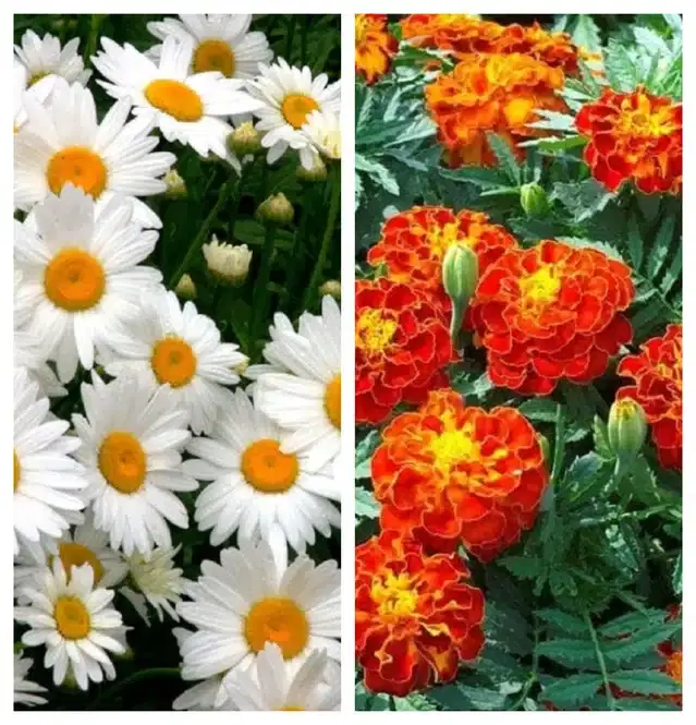 Daisy Mix & Marigold French Flower Seeds, Pack of 2