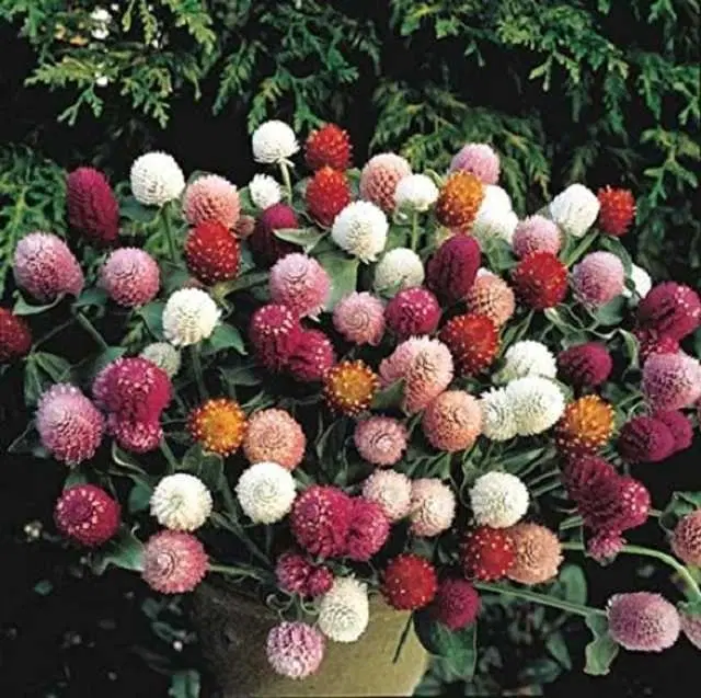 Gomphrena Mixed Seeds, Open Pollinated, Pack Of 30
