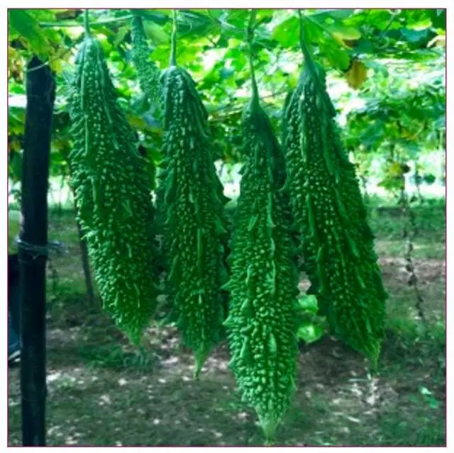 Seeds of Bitter Gourd/ Karela Vegetable, Pack Of 15