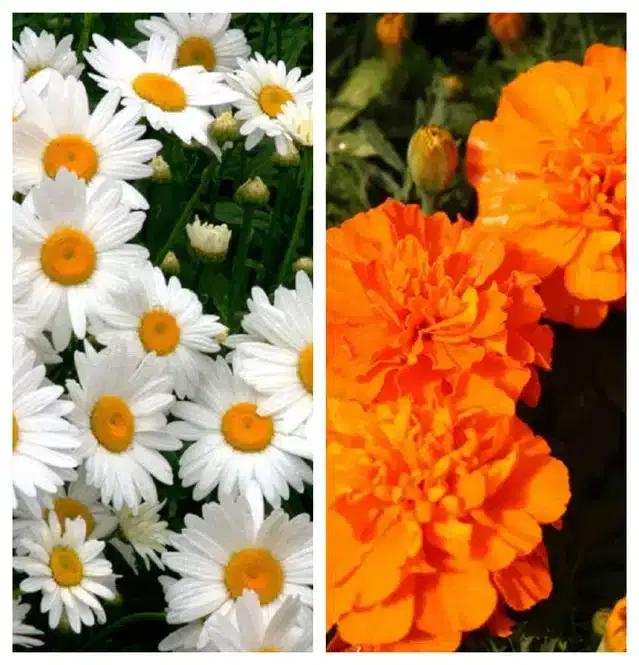 Daisy Mix & Marigold Orange Flower Seeds, Pack of 2
