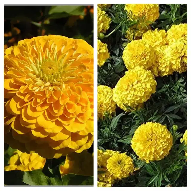 Zinnia Yellow & Marigold Yellow Flower Seeds, Pack of 2