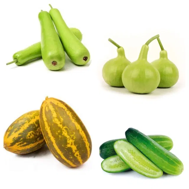 Jignisha Seeds Summer 4 Types of Vegetable Seeds, Red, Set of 1