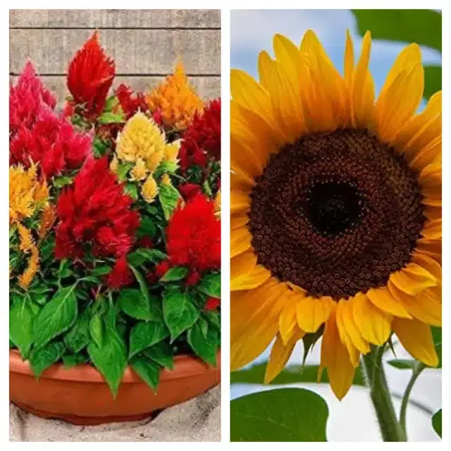 Celosia Mix & Sunflower Flower Seeds, Pack of 2