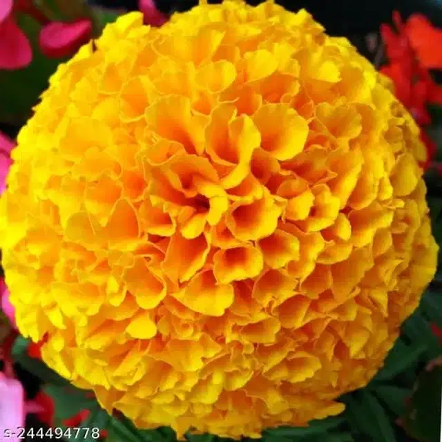 American Marigold Yellow Seeds, Pack of 50