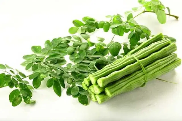 Recron Seeds of Drumsticks/ Moringa Oleifera Vegetable, Pack Of 15