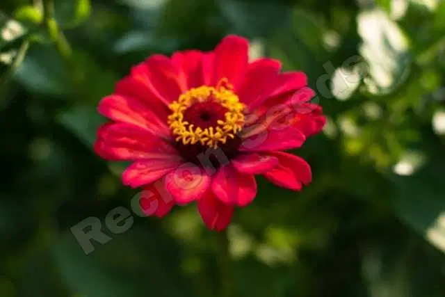 Recron Seeds of Hybrid Zinnia F1, Pack Of 30