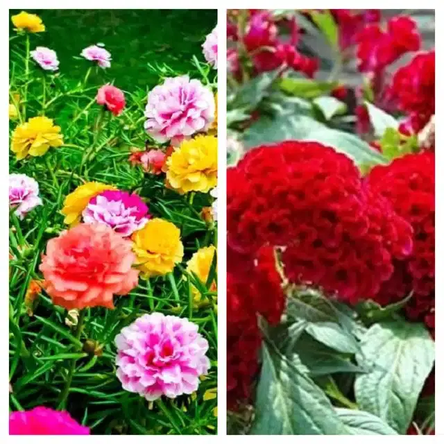 Petunia Mix & Cockscomb Red Flower Seeds, Pack of 2