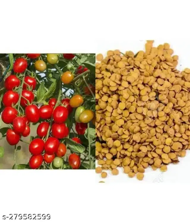 Tomato Pusa Ruby Super Vegetable Seeds, Pack of 100