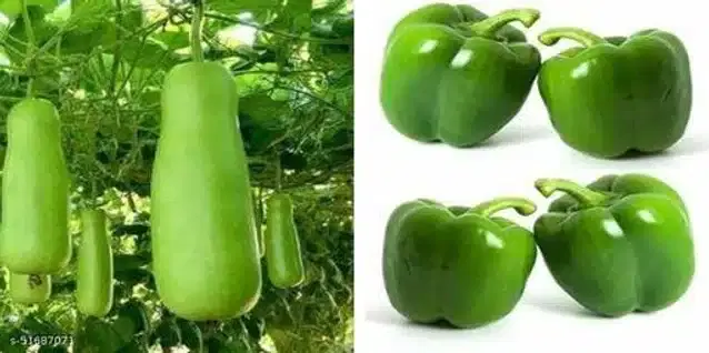 Seeds of Hybrid Capsicum & Bottle Gourd Vegetables, Pack of 2